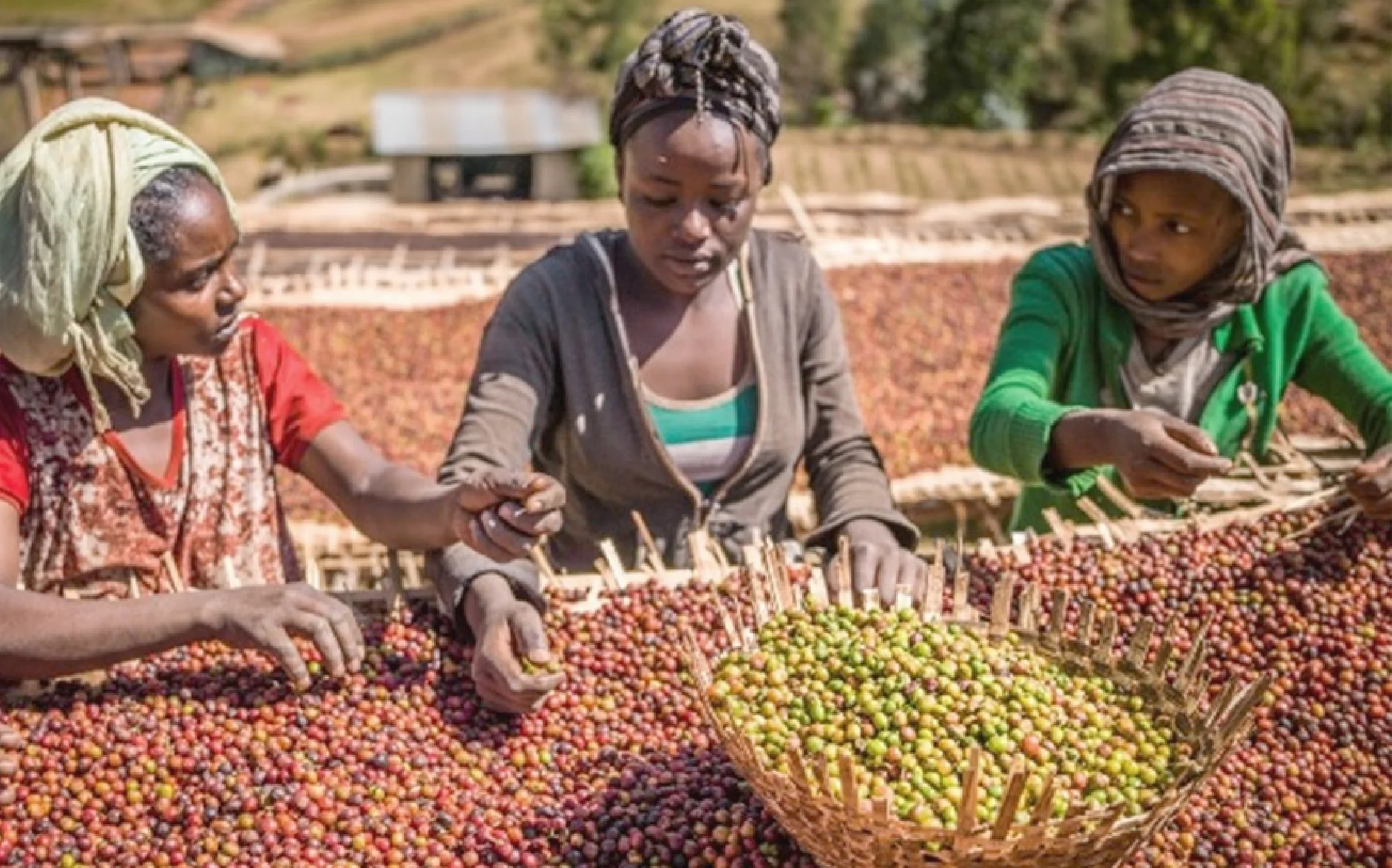fair-trade-organic@2x